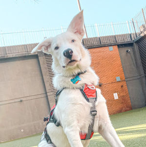 Meet your Posher, Ellie